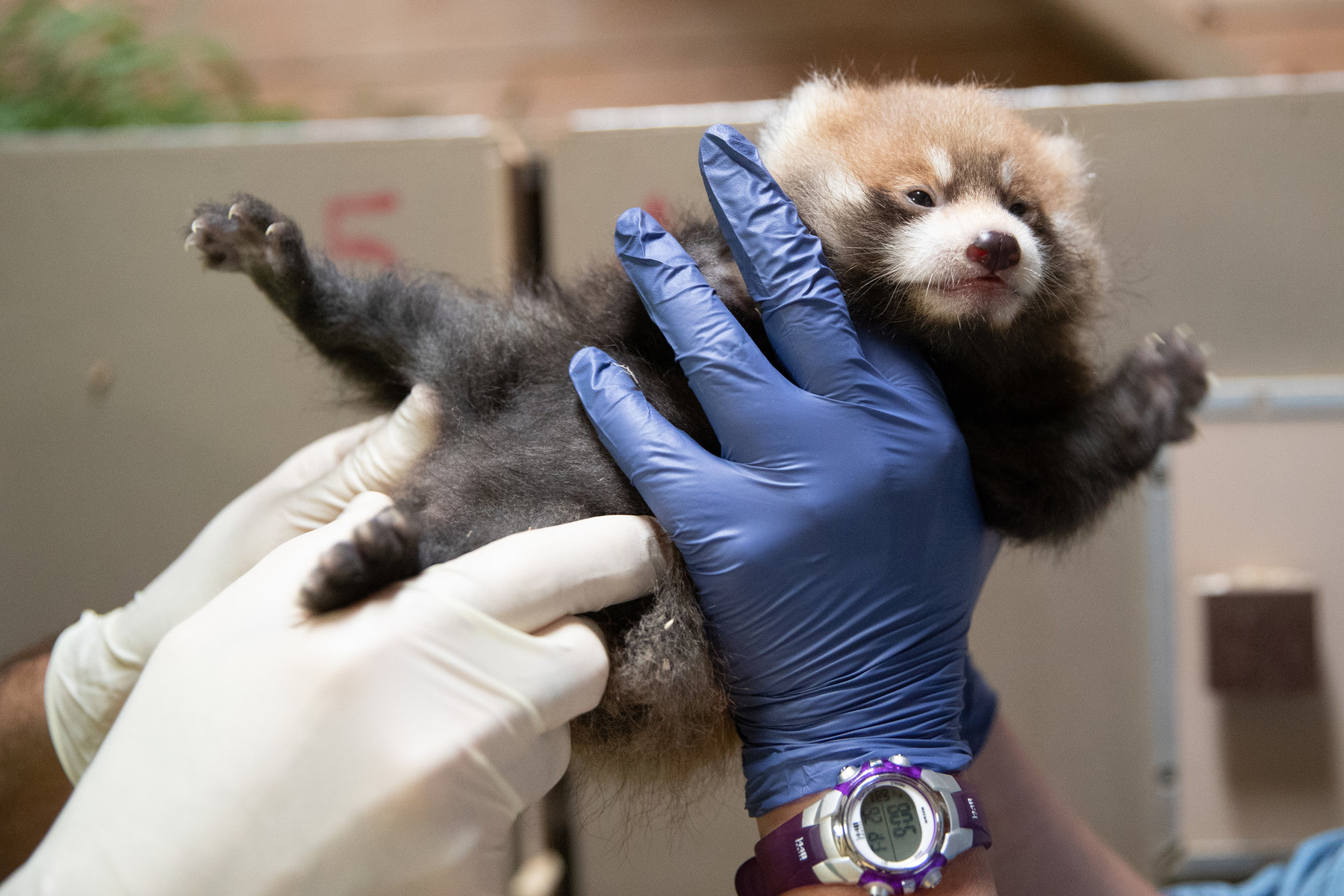 Help Name A Baby Red Panda! Zoo’s Red Panda Cub Naming Poll Online Now ...